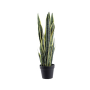 Bimë dekoruese SANSEVIERIA
