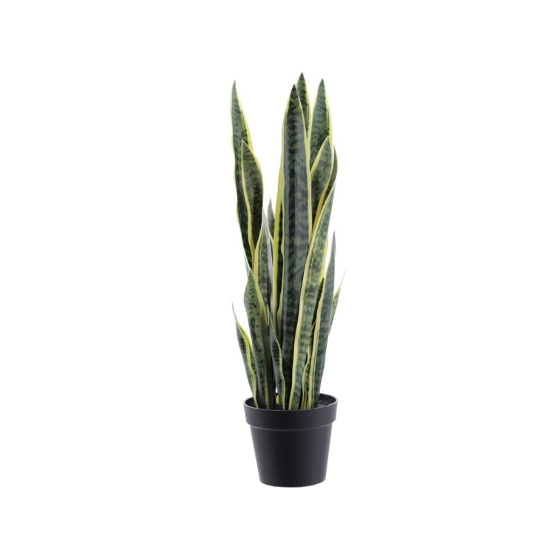 Bimë dekoruese SANSEVIERIA