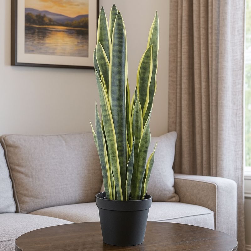 Bimë dekoruese SANSEVIERIA