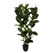 Vazo FICUS ROBUSTA H120