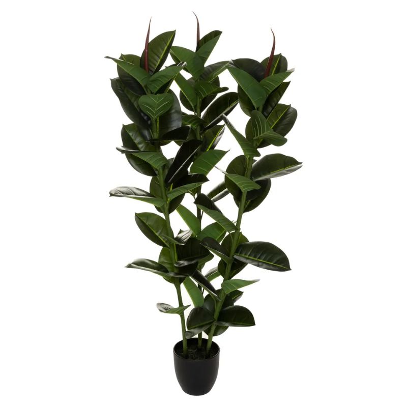 Vazo FICUS ROBUSTA H120