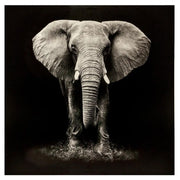 Panoramë ELEPHANT