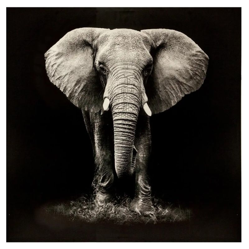 Panoramë ELEPHANT