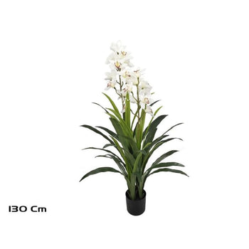 Pemë CYMBIDIUM, 130 cm