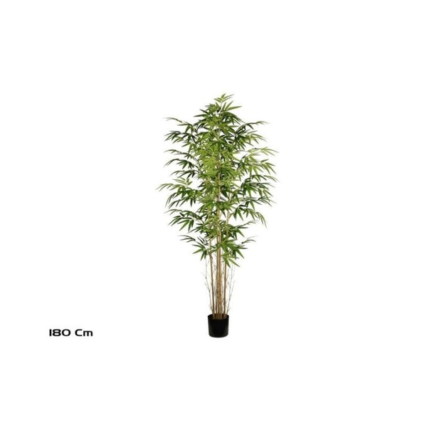 Pemë Bamboo, 180 cm