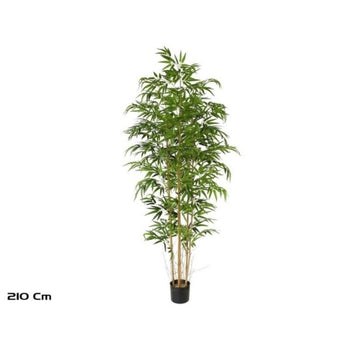 Pemë Bamboo, 210 cm