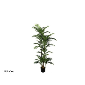 Palmë, 155 cm