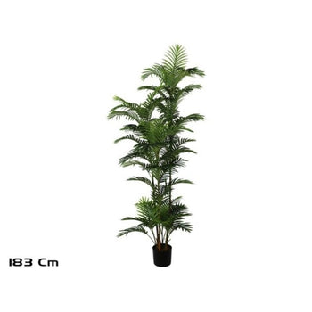 Palmë, 183 cm