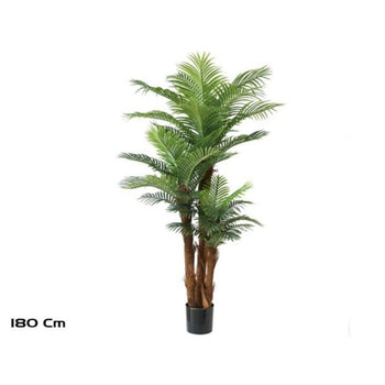 Palmë, 180 cm