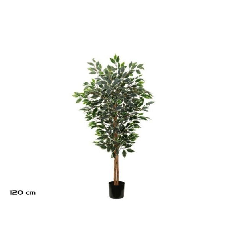 Lule FICUS, 150 cm
