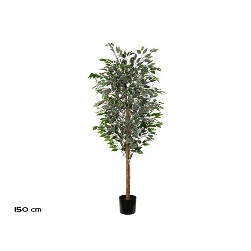 Vazo lule FICUS, 150 cm
