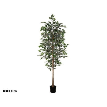 Lule FICUS, 180 cm