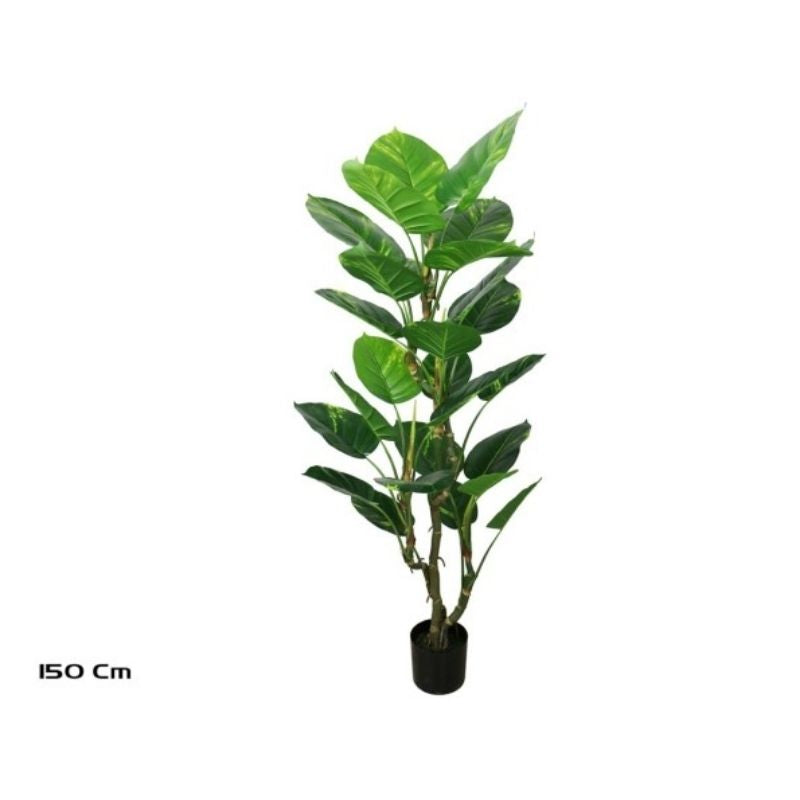 Pemë POTHOS, 150 cm