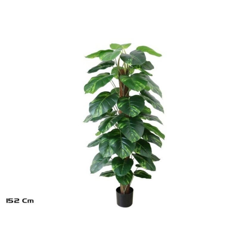 Lule POTHOS, 152 cm