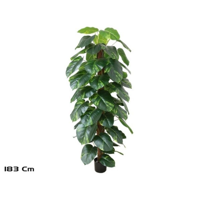 Lule POTHOS, 182 cm