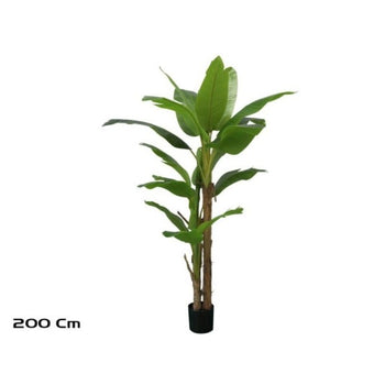 Pemë BANANA, 200 cm