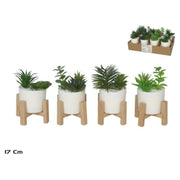 Lule SUCCULENT