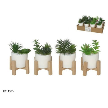 Lule SUCCULENT