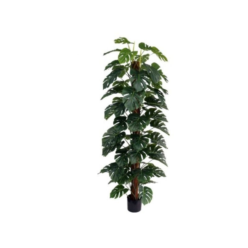 Pemë MONSTERA, 182 cm