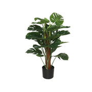 Pemë MONSTERA, 75 cm