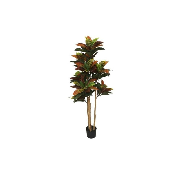 Pemë CROTON, 150 cm