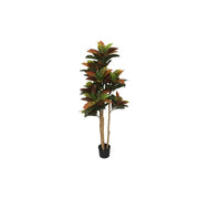 Pemë CROTON, 120 cm
