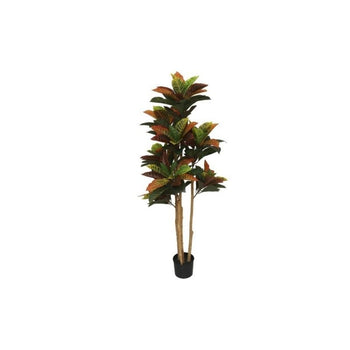 Pemë CROTON, 120 cm