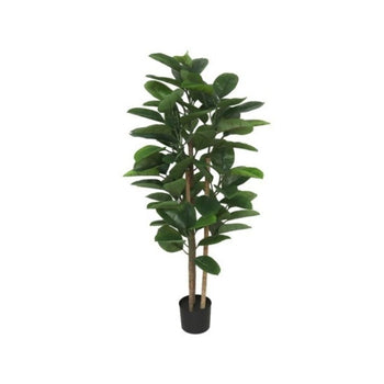 Pemë FICUS, 120 cm