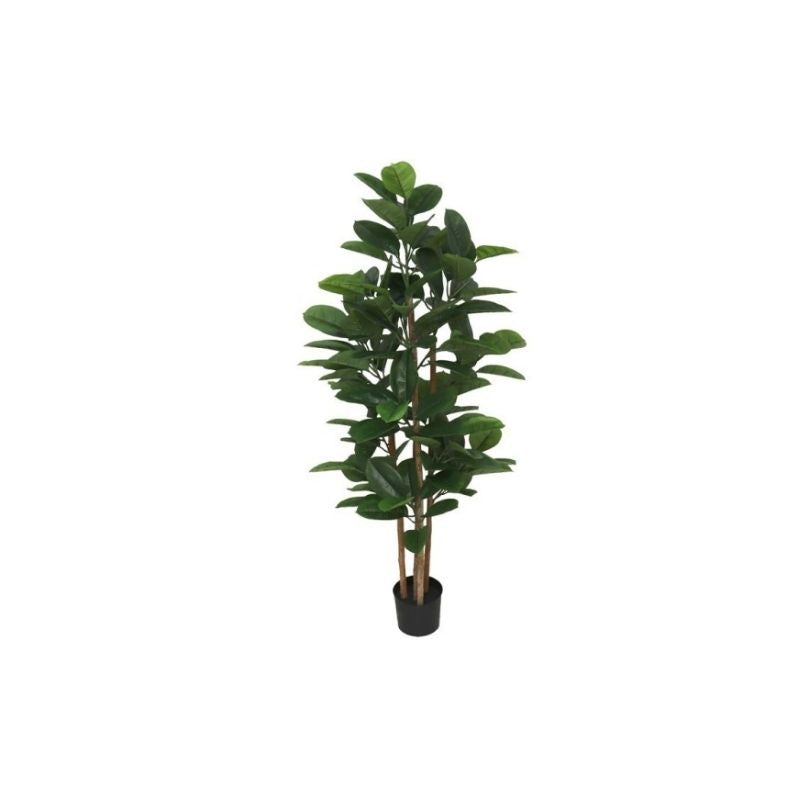 Pemë FICUS, 150 cm