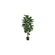 Bimë dekoruese FICUS LYRATA