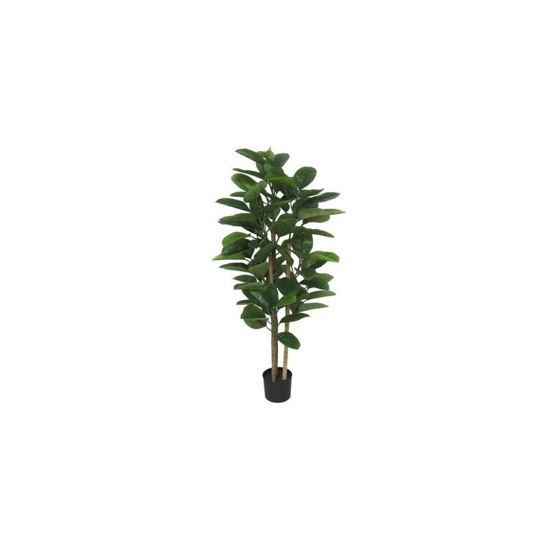 Bimë dekoruese FICUS LYRATA