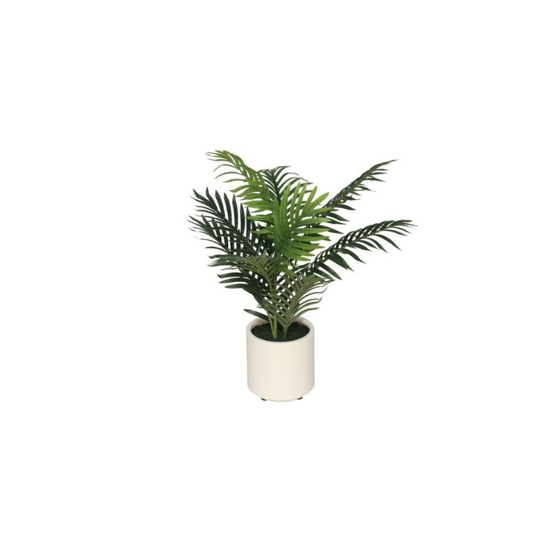 Palmë dekoruese
