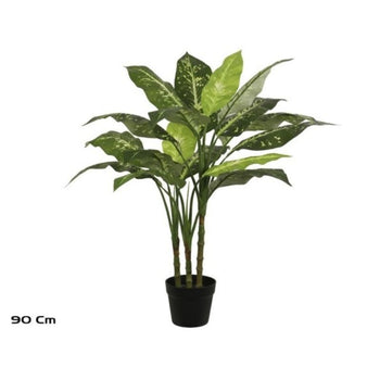 Pemë DIEFFENBACHIA, 90 cm