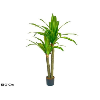 Pemë DRACAENA, 130 cm