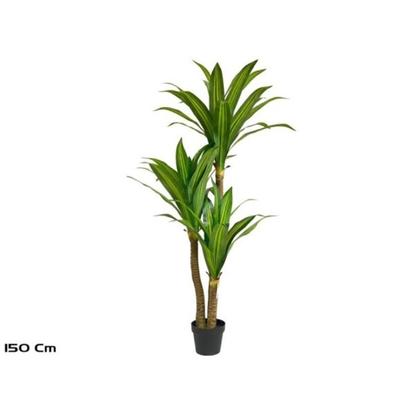 Pemë DRACAENA, 150 cm