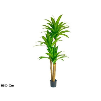 Pemë DRACAENA, 150 cm