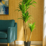 Pemë DRACAENA, 150 cm