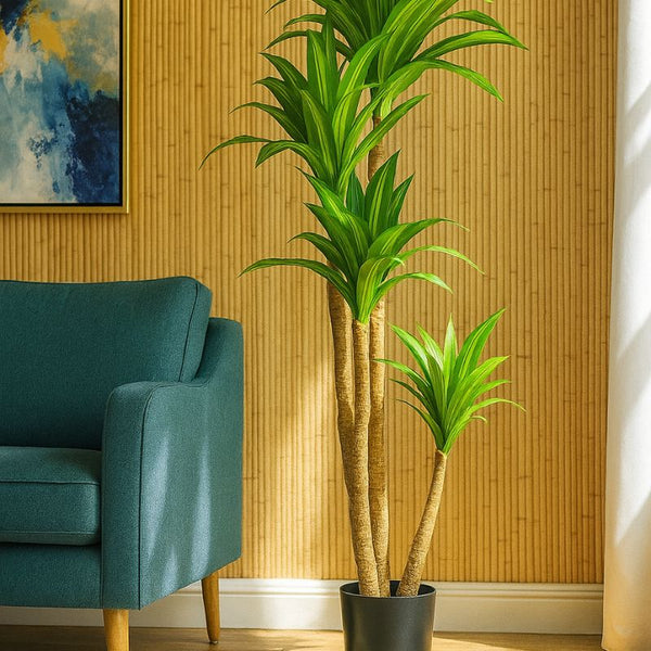 Pemë DRACAENA, 150 cm
