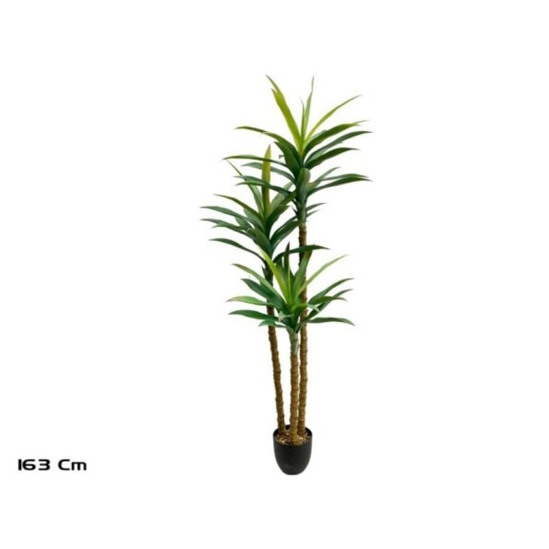 Pemë YUCCA, 163 cm