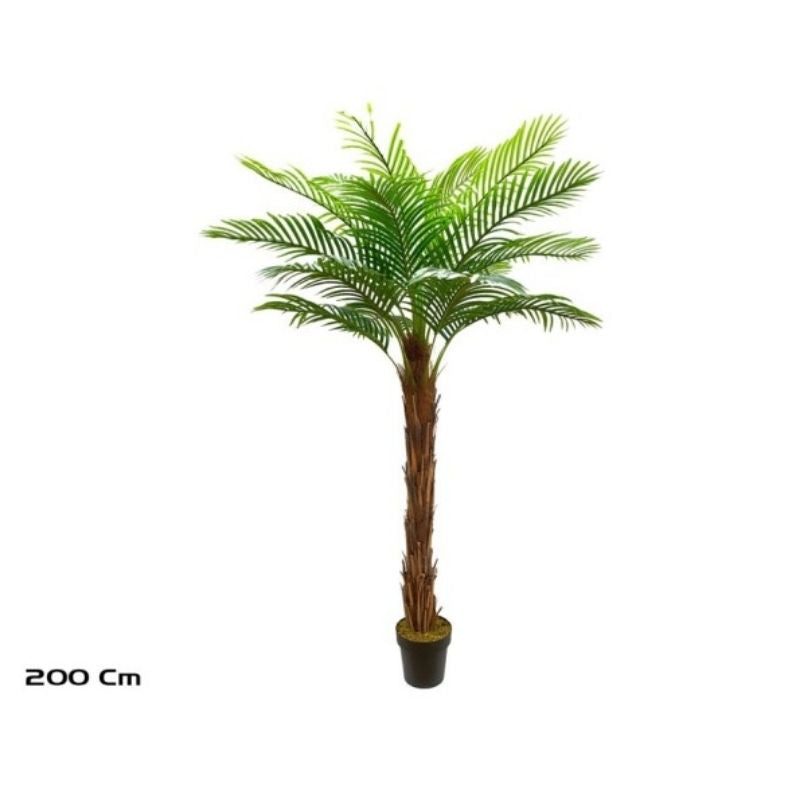 Palmë, 210 cm