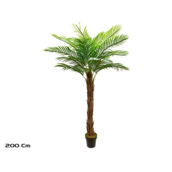Palmë, 210 cm