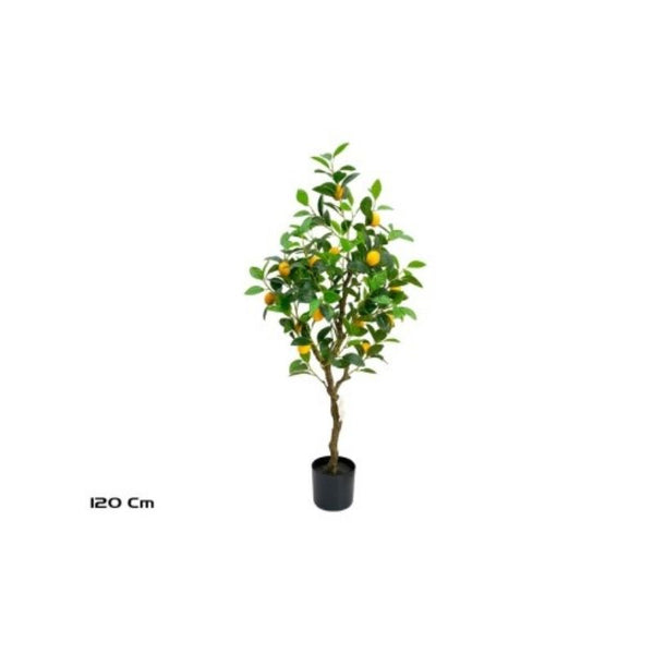 Pemë limoni, 120 cm