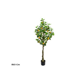 Pemë limoni, 150 cm