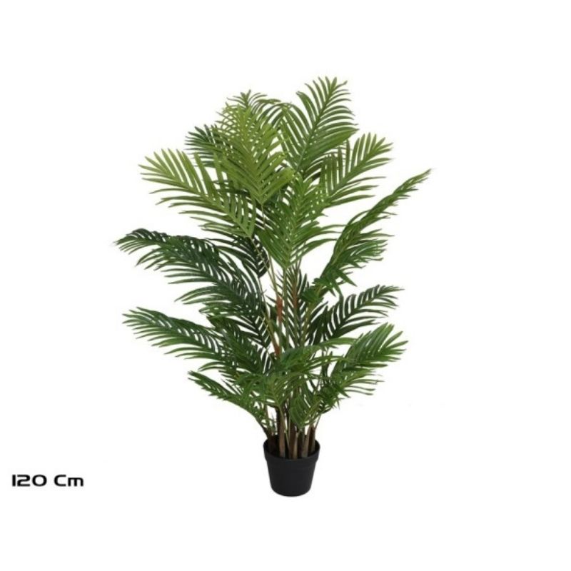 Palmë, 120 cm