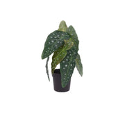 Vazo me bimë artificiale CALATHEA