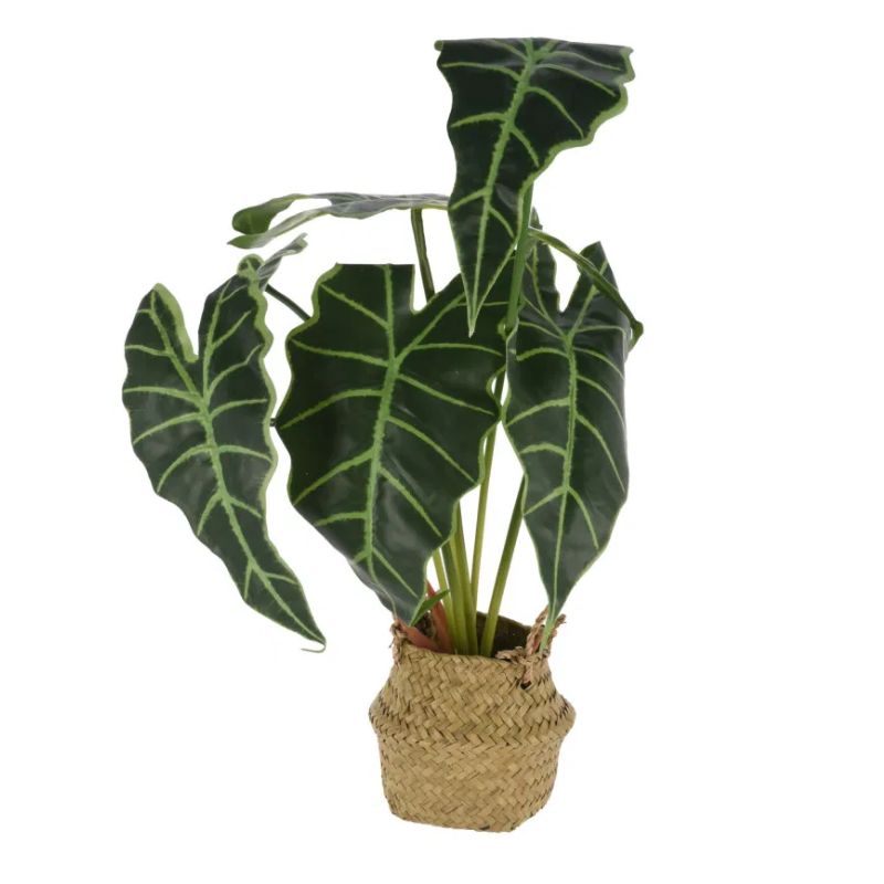 Lule artificiale në shportë ALOCASIA