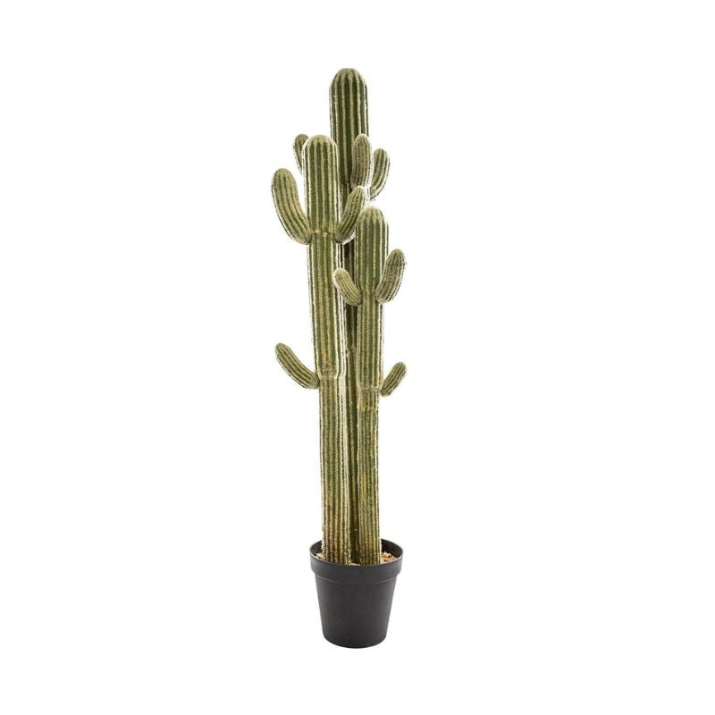 Pemë e madhe artificiale CACTUS