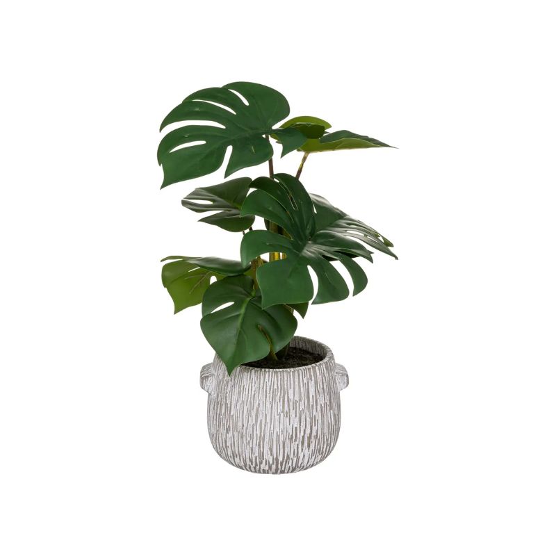 Vazo MONSTERA CIM STRIPE
