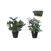 Vazo me lule dekorative EUCALYPTUS