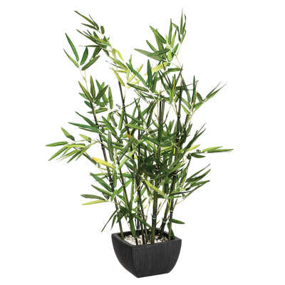 Vazo Me Bimë Bamboo